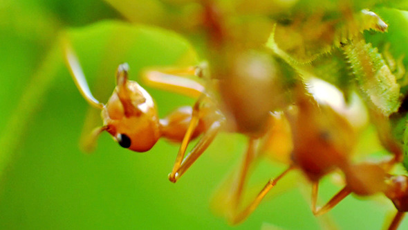 Red Ants Farm Herds of Aphids 02