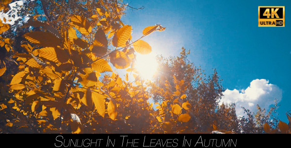 Sunlight In The Leaves In Autumn