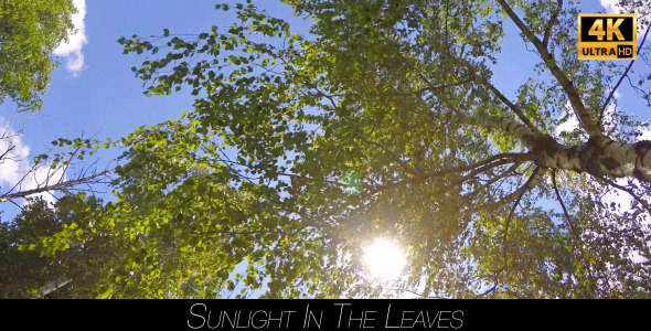 Sunlight In The Leaves 4