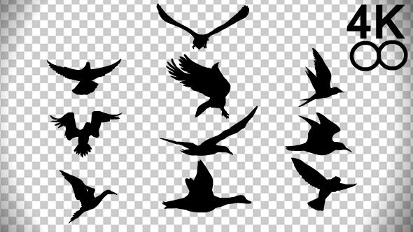 Birds Silhouette 