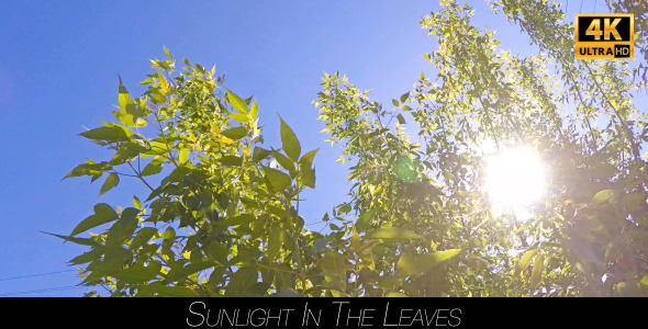 Sunlight In The Leaves 8