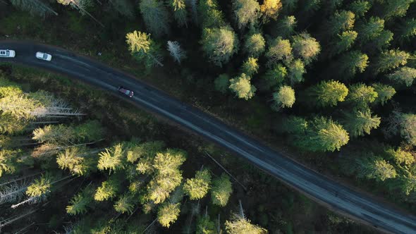 Cars Drive Along Road Stretching Across Wood with High Trees