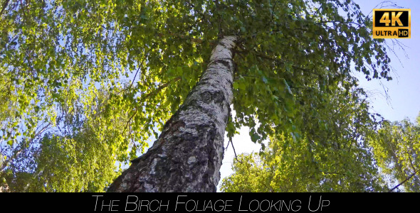 The Birch Foliage Looking Up