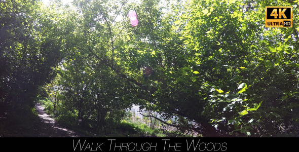 Walk Through The Woods 8