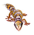 Castelnau's Velvet Gecko - PhotoDune Item for Sale