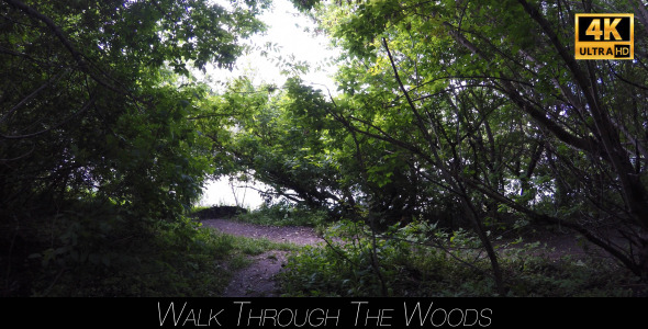 Walk Through The Woods 9