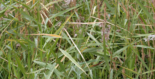 Grass in the field 