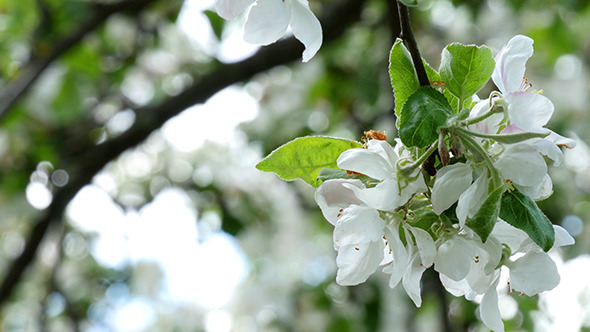 Apple Tree Flower Bright White Illuminated