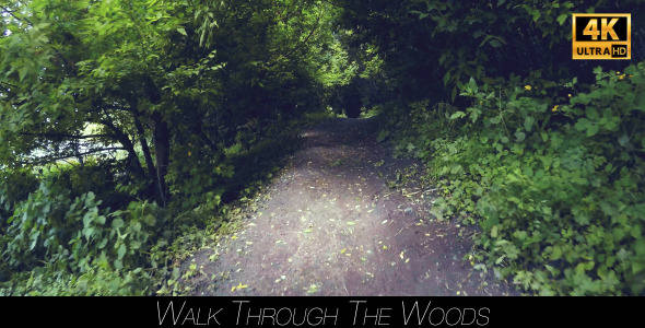 Walk Through The Woods 12
