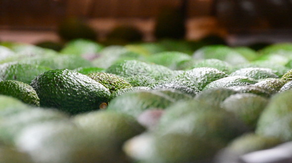 Avocado Fruit Rolling in Packaging Line