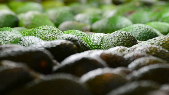 Avocado Hass Rolling in Packaging Line