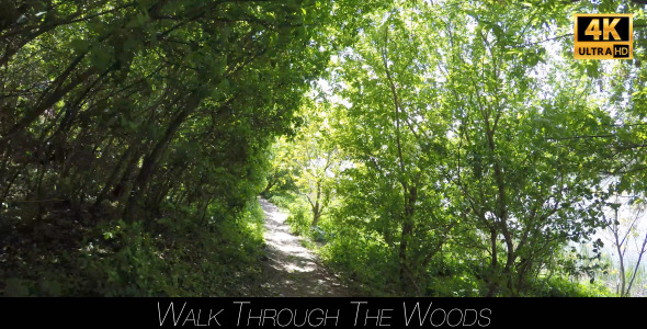 Walk Through The Woods 13