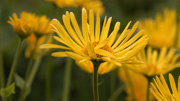 Doronicum or Little Leo