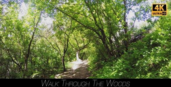 Walk Through The Woods 15