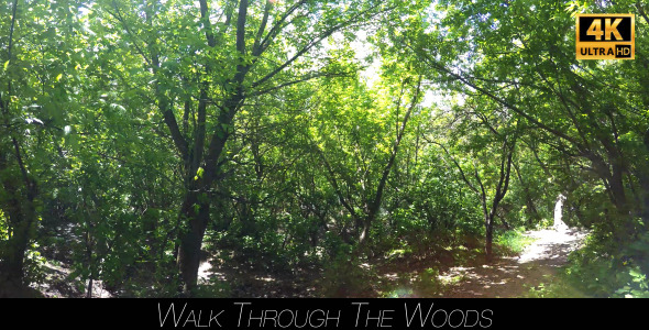 Walk Through The Woods 16