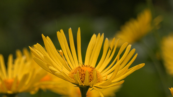 Yellow Flowers or Little Leo