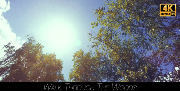 Walk Through The Woods 19