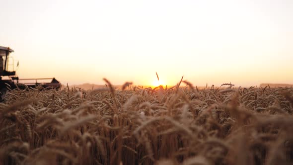 Wheat Harvest