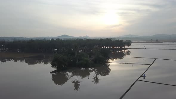 Aerial view flooded paddy field