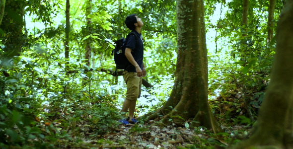 Asian Man Hiker Looking A Tree