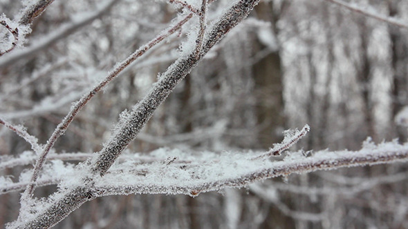 Winter Tree Branch And Snow