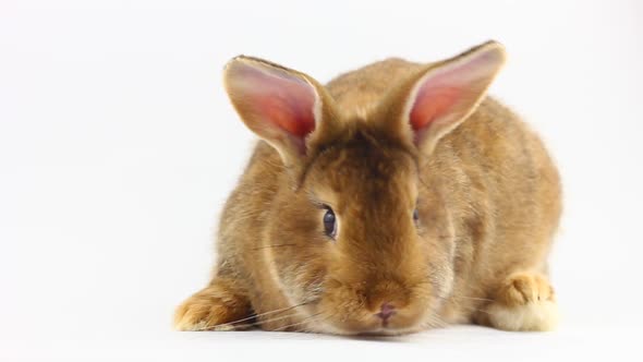 Brown Little Fluffy Bunny Sits and Wiggles Ears and Nose on a Solid Gray Background