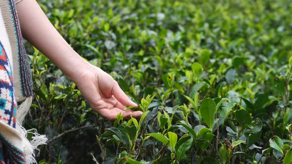 Closeup Of Woman Hand Picking Fresh Tea Leaves At Tea Plantation