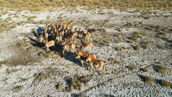 A Herd of Przewalski's Horses Gallops Across the Steppe Filmed From a Drone