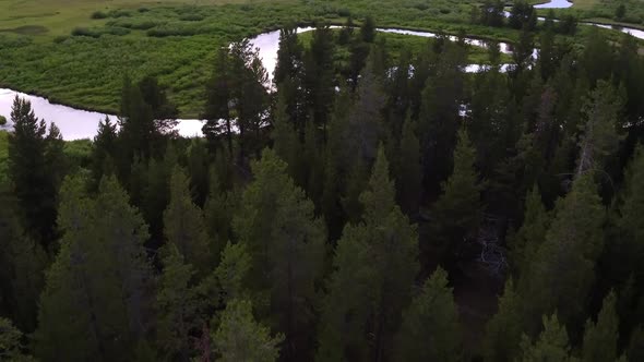 Flying over pine tree forest