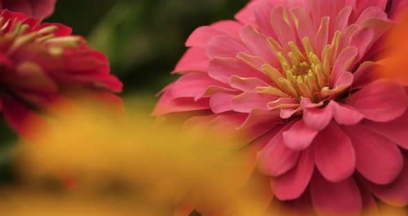 Zinnia elegans, The common name is Common Zinnia.