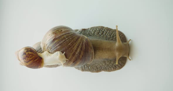 Lissachatina Fulica  View From the Top  One Snail Rides on the Shell of the Other