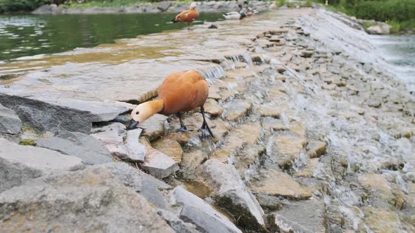 Ducks on the Lake with an Artificial Waterfall in the Park in the Summer