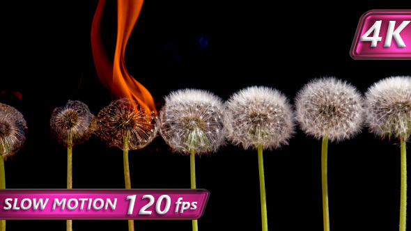 Dandelions in the Fire