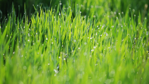 Background From Green Grass With Dew