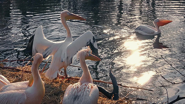 Pelicans Swim And Stand By The Water