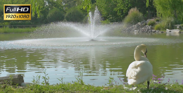 Fountain And Swan