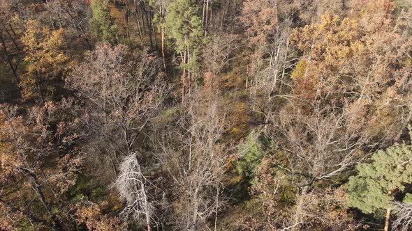 Forest with Trees in an Autumn Day