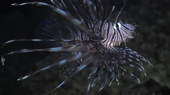 Common Lionfish (Pterois miles) swimming over coral reef, close up shot