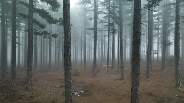 Mysterious forest high in the mountains aerial view 4 K