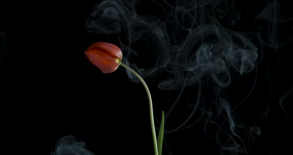 Blooming Flower in Fume