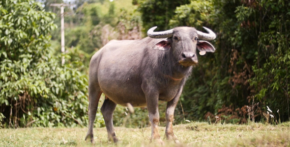 Buffalo Looking At Camera