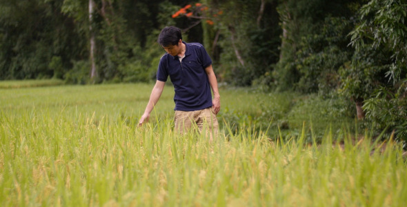 Asian Man In Rice Field