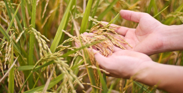 Man Hands With Rice Field