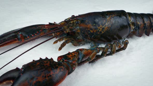 Raw Lobster On Ice