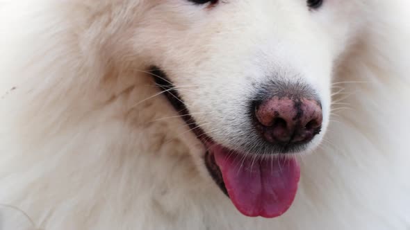 Close-up of a dog's nose and tongue. White dog breathing fast after walking in nature video.