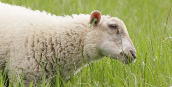 Sheep Eating Grass