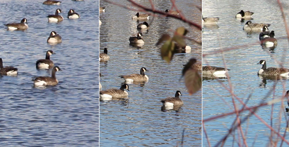 Geese Pond