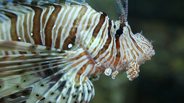 Lionfish Zebrafish Underwater