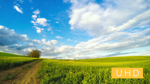 Clouds over the Rapeseed Field