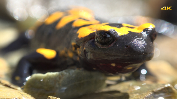 Reptile Animal Fire Salamander 1